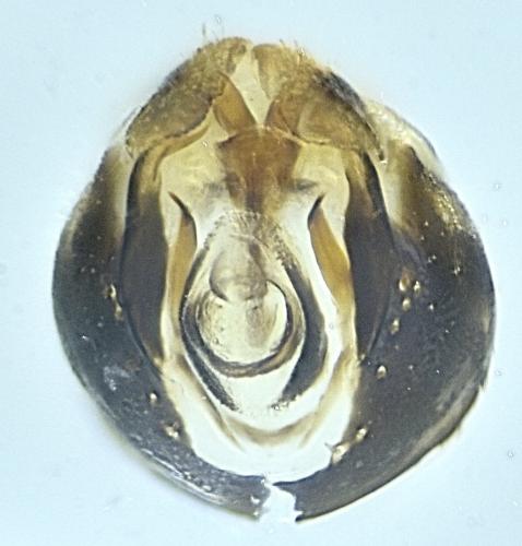 Anaceratagallia ribauti